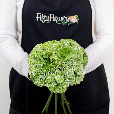 Green Pon Pon Ranunculus Flowers in Hand