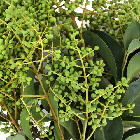 Fresh cut greenery bulk green privett berries filler flowers sold near me