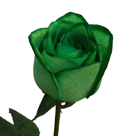 Tinted Green Roses