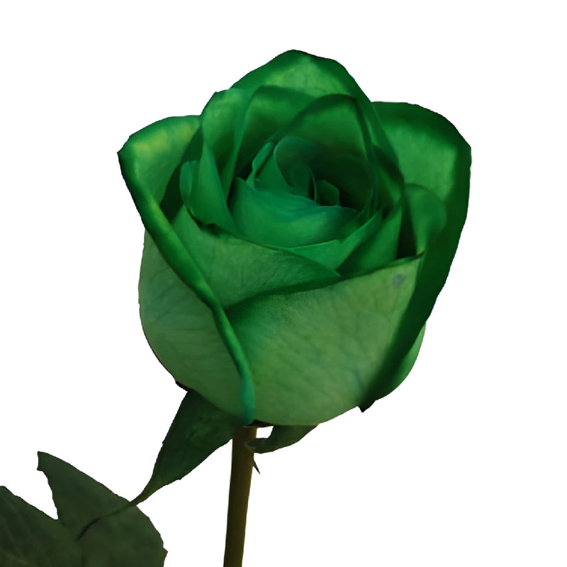 Tinted Green Roses