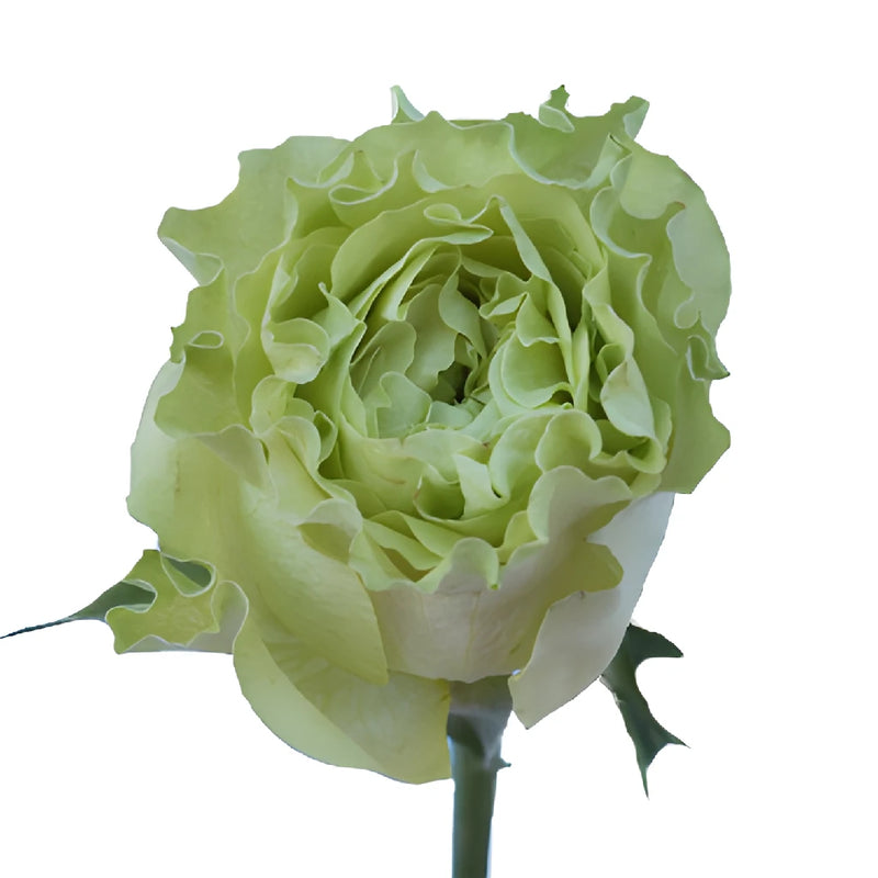 Supergreen Green Rose