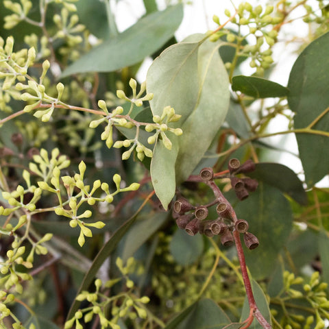 Green Seeded Eucalyptus Greenery Up Close