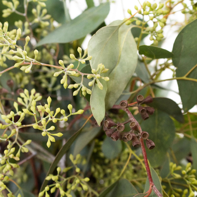 Green Seeded Eucalyptus Greenery Up Close