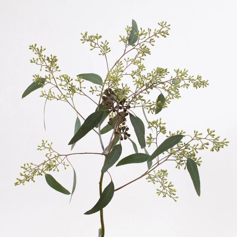 where to buy seeded eucalyptus plants Buy Wholesale Seeded Eucalyptus Greenery in Bulk