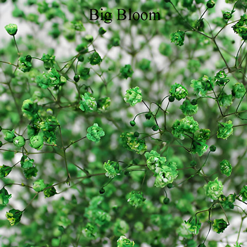 Green Airbrushed Baby's Breath Flower
