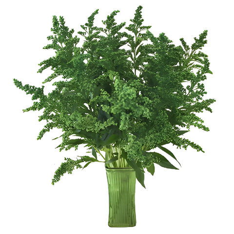 Green Tinted Estelle Solidago Filler Flower