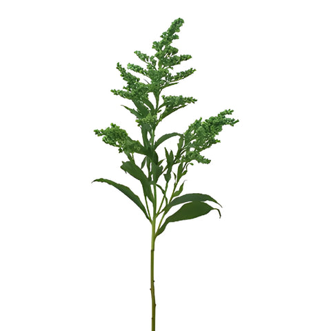 Green Tinted Estelle Solidago Filler Flower
