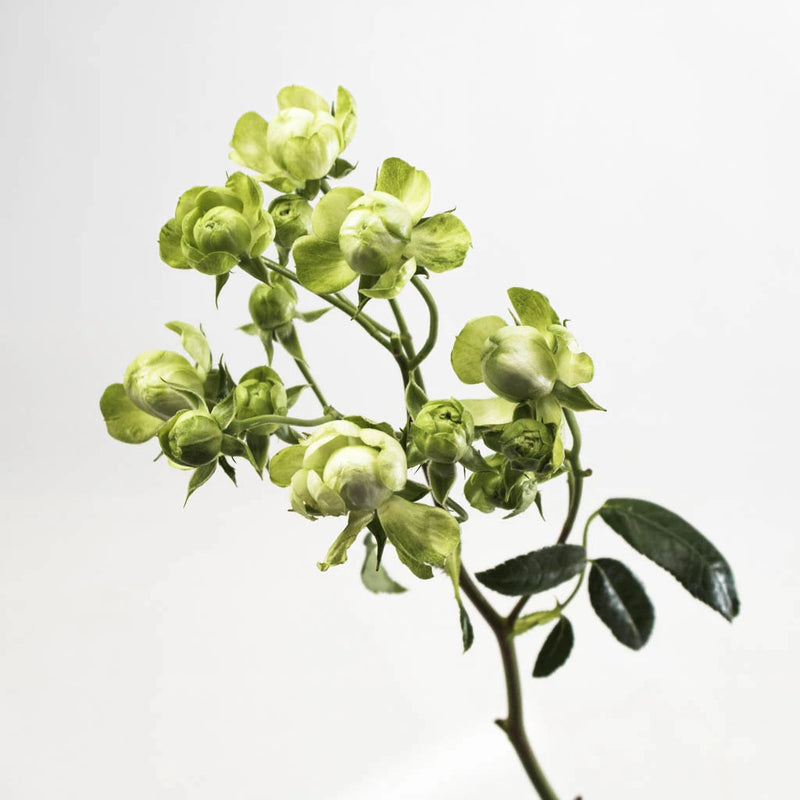 Green Spray Rose Flower Stem