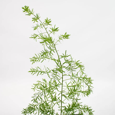 Green Springeri Greenery Stem