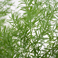 Green Springeri Greenery Up Close