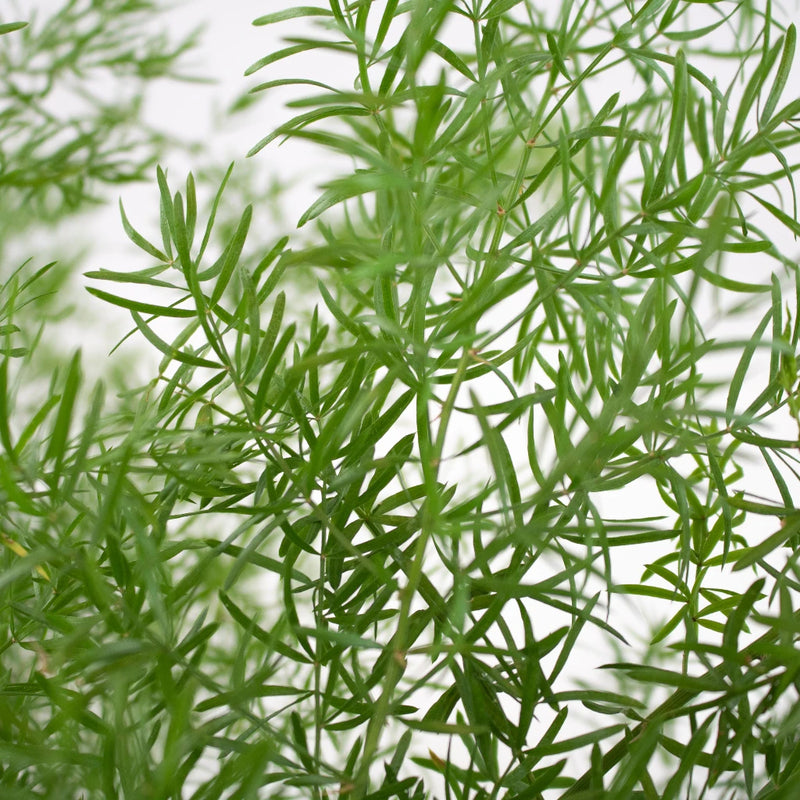 green filler plants for pots Buy Wholesale Sprengeri Green Filler in Bulk