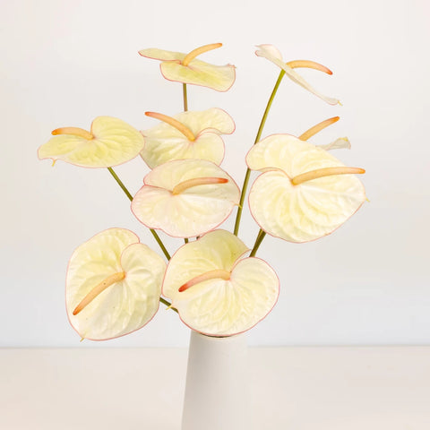 Buy Wholesale Anthurium Green Tea Tropical Flower in Bulk