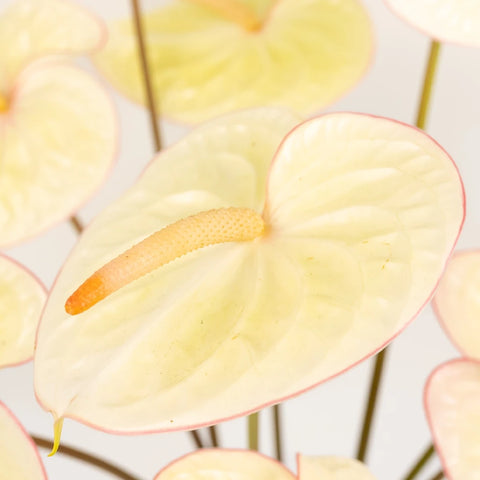 Green Tea Designer Anthurium Flower Close Up - Image