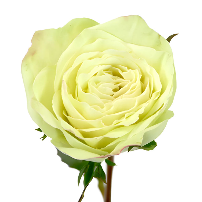 Emerald Mist Sweetheart Roses