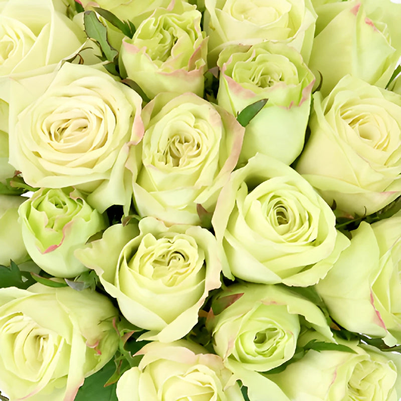 Emerald Mist Sweetheart Roses