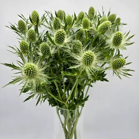 Green Thistle Flowers Close Up - Image