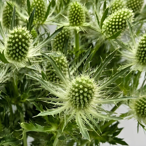 Green Thistle Flowers Close Up - Image