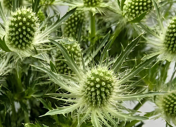 Green Thistle Flowers Close Up - Image