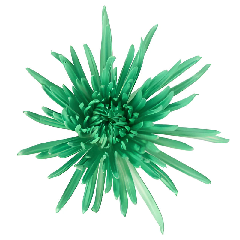 Kelly Green Airbrushed Spider Mum Flowers