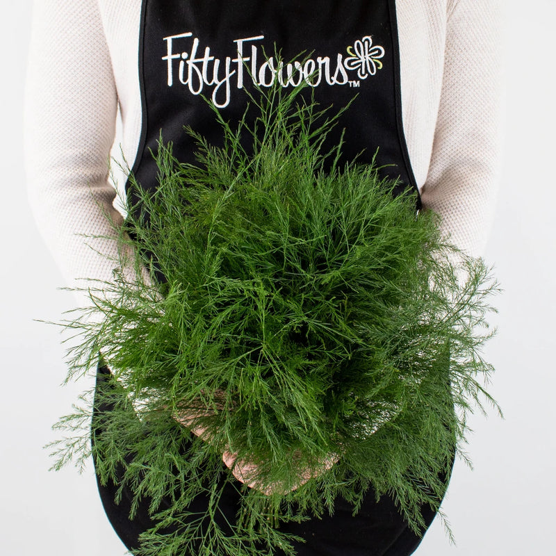 Green Tree Fern Greenery Bunch in Hand
