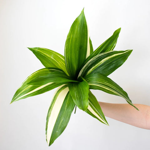 Green Variegated Aspidistra Greenery Bunch in Hand