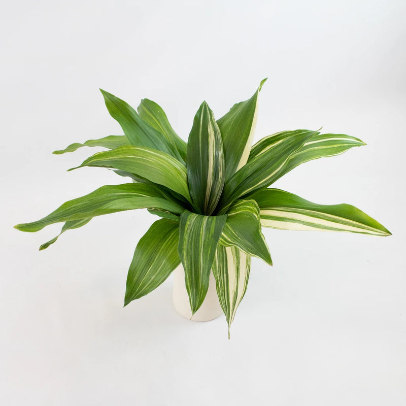 Green Variegated Aspidistra Greenery Bunch in Vase