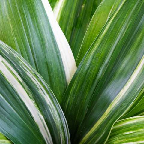 Green Variegated Aspidistra Greenery Up Close