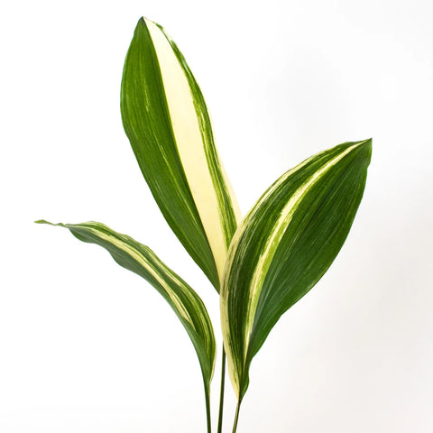 Green Variegated Aspidistra Greenery Stem