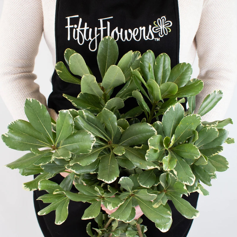 Green Variegated Pittosporum Greenery Bunch in Hand