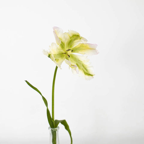 Green Wave Parrot Tulip Close Up - Image