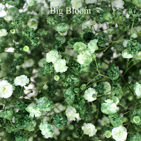 Olive Green Tinted Baby's Breath Flower
