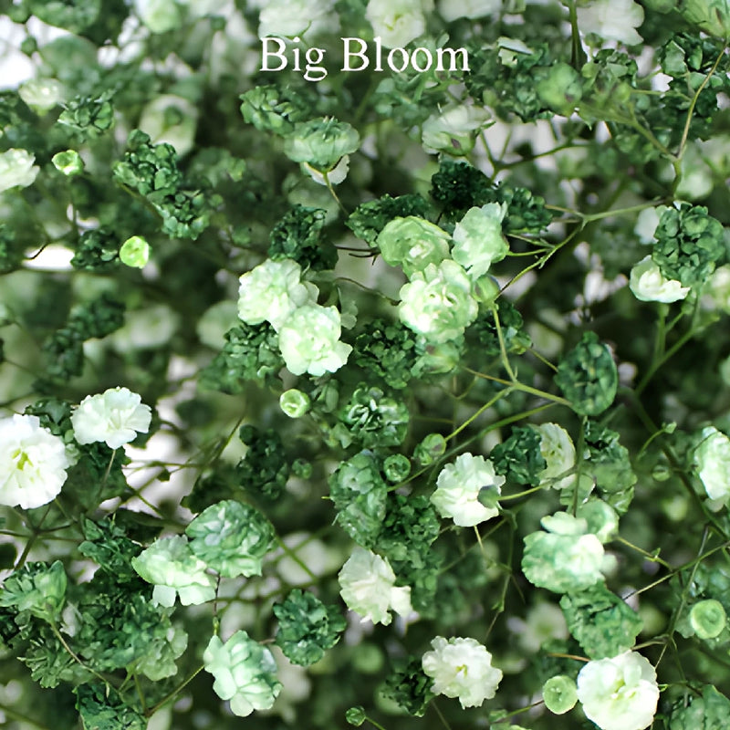 Olive Green Tinted Baby's Breath Flower