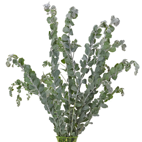 Wholesale greenery green acacia fresh cut filler flowers sold as bulk