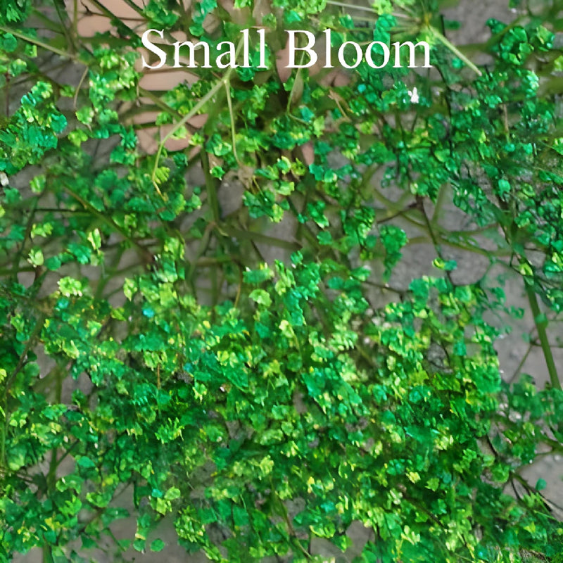 Green Airbrushed Baby's Breath Flower