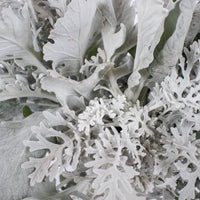 Greenery Dusty Miller Leaf Flower Up Close
