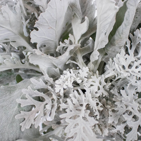 Greenery Dusty Miller Leaf Flower Up Close