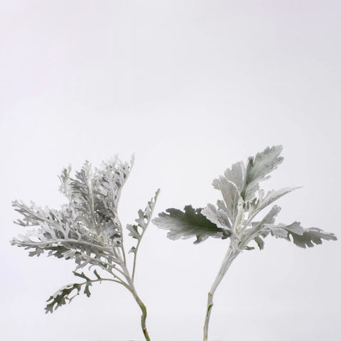 Greenery Dusty Miller Leaf Flower Stem