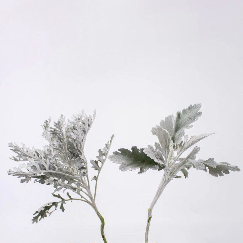Greenery Dusty Miller Leaf Flower Stem