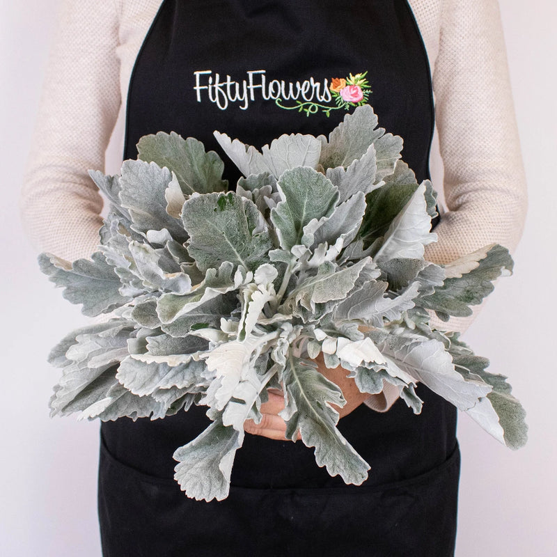 Grey Dusty Miller Greenery Bunch in Hand