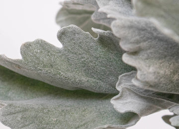 Grey Dusty Miller Greenery Up Close