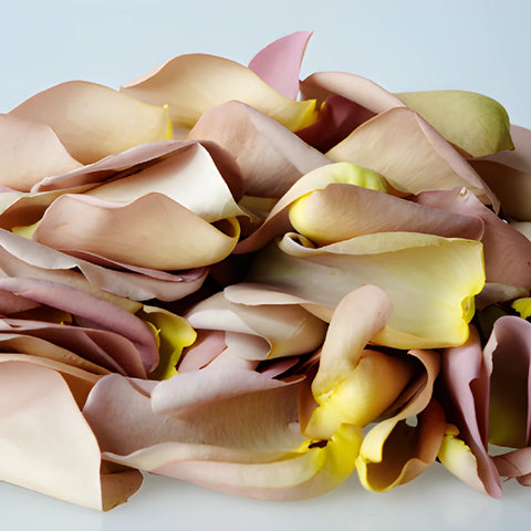 Buy Dried Rose Petals Grey Knights