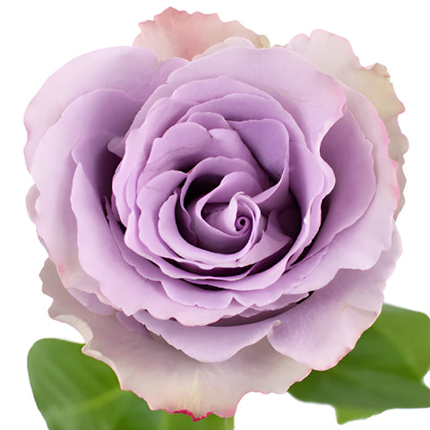 Grey Knights Fresh Cut Rose