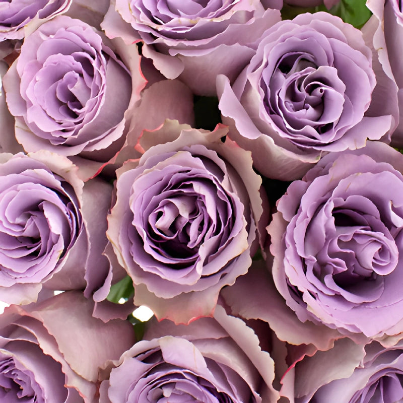 Grey Knights Fresh Cut Rose