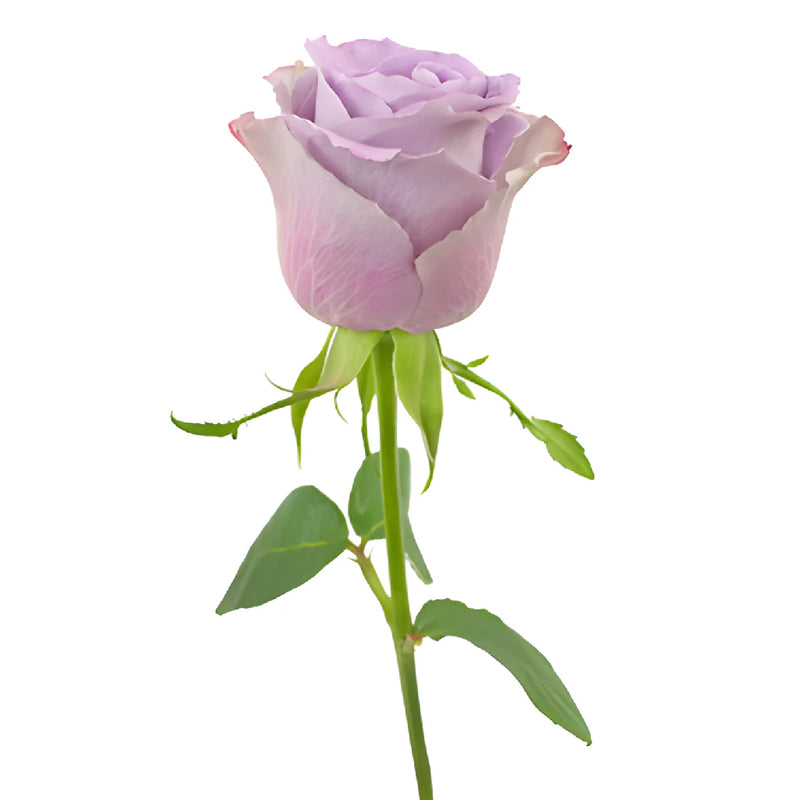 Grey Knights Fresh Cut Rose