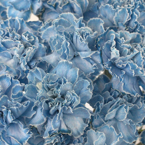 Guadalupe Close Up - Image