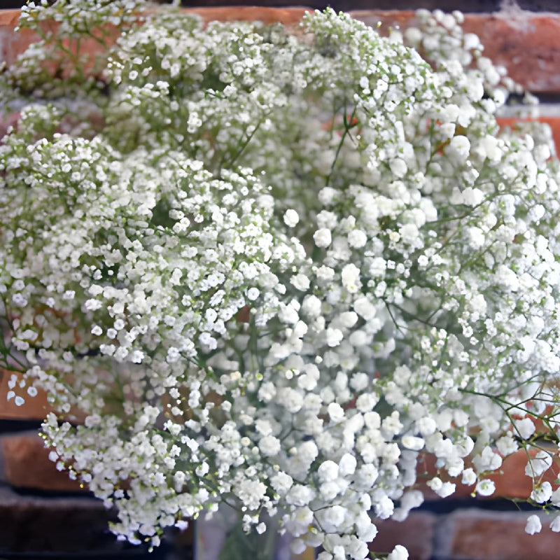 Baby's Breath Flower Combo Pack