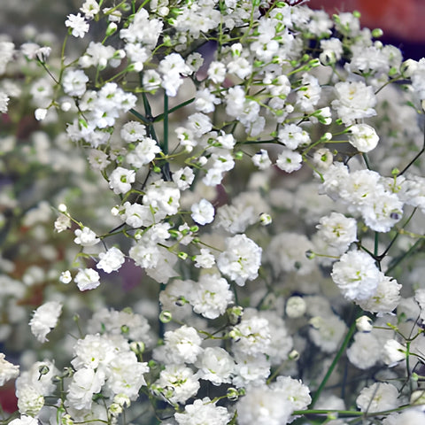 Baby's Breath Flower Combo Pack
