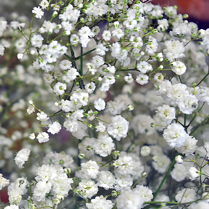Baby's Breath Flower Combo Pack