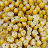 Natural Dried Happy Flowers