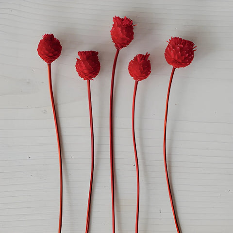 Red Velvet Dried Happy Flowers